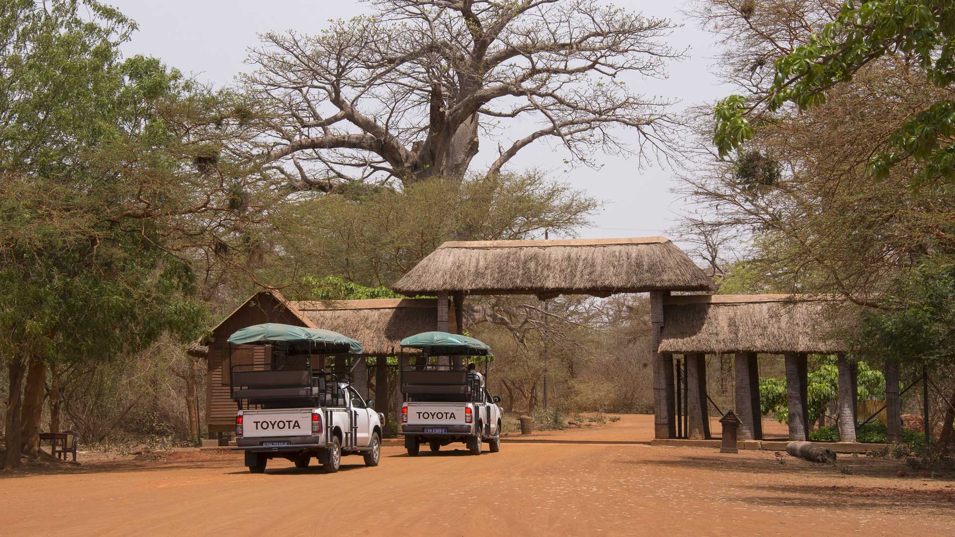 Parque Bandia, réserve écologique privée au Sénégal Un petit joyau de réussite écologique par la régénération surprenante de sa flore et la réintroduction de grands mammifères d’Afrique.