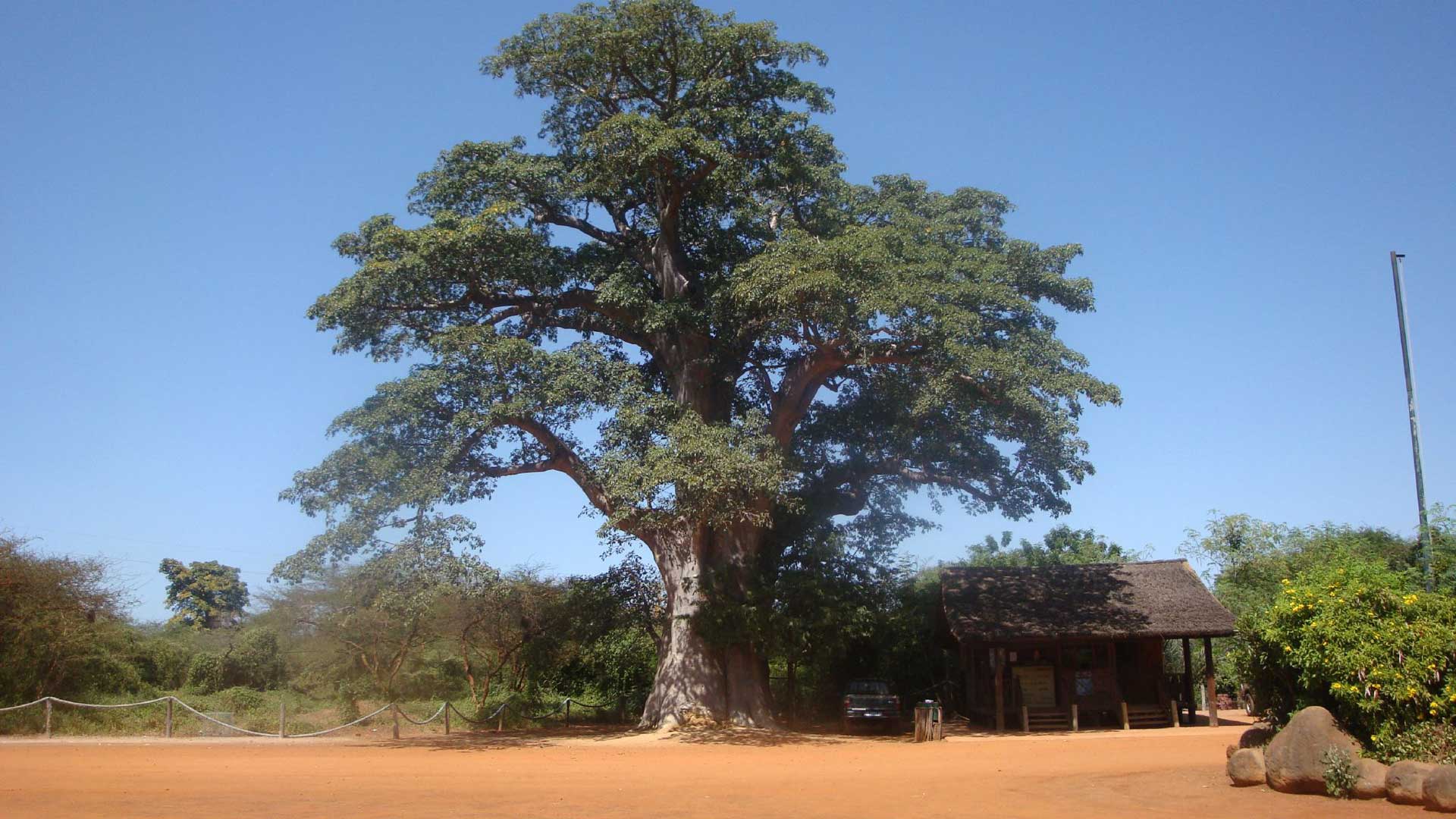 La Réserve de Bandia à 65 km de Dakar et à 15 km de Saly Portudal A la rencontre de tous les grands mammifères d’Afrique dans 3’500 ha de nature grandiose : baobabs géants, buissons épineux, lianes capricieuses.