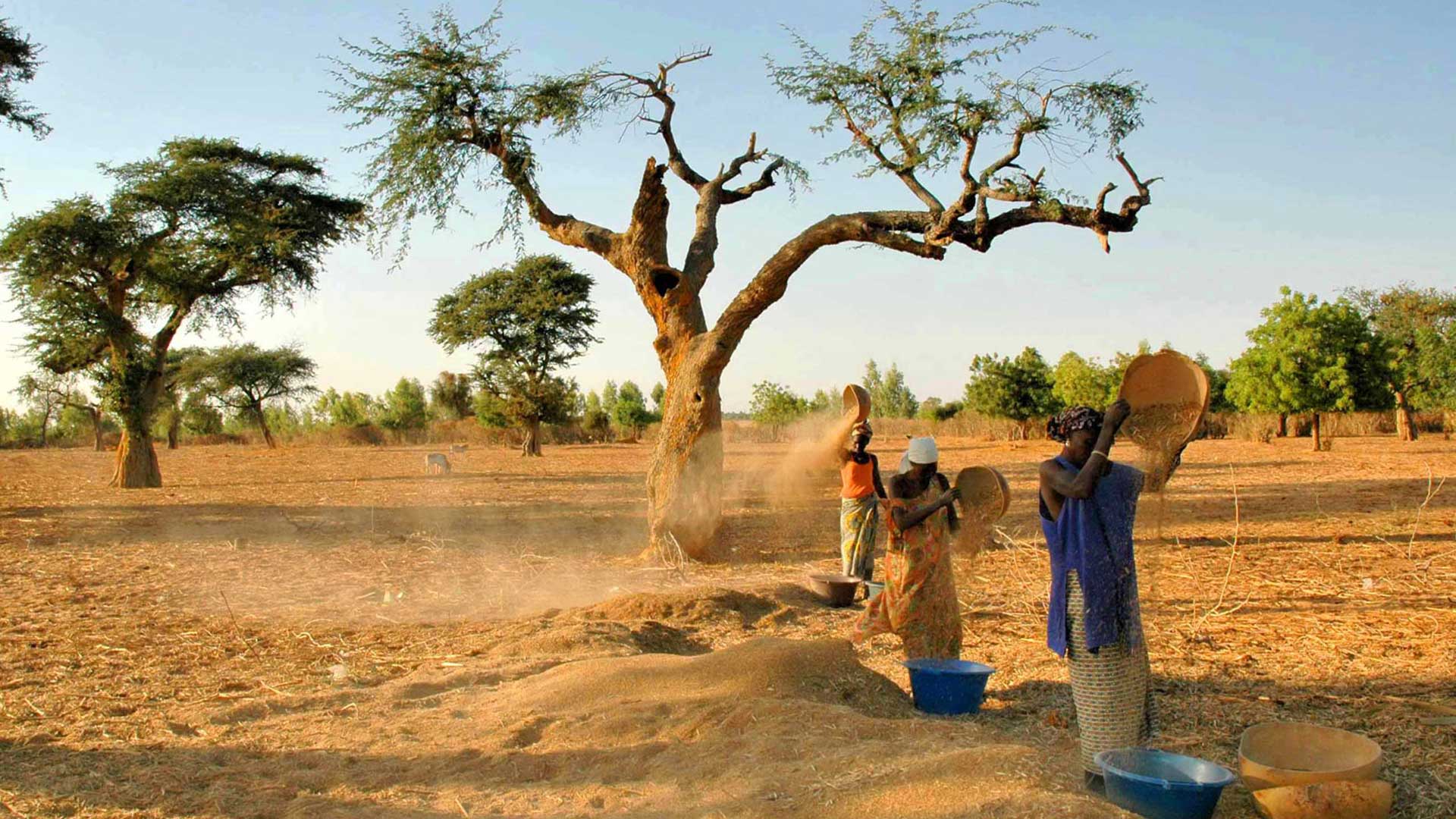 Circuit découverte du Sénégal (8 jours) par SEP Voyages En cours de route, à l’intérieur des terres, rencontre des villageois et des troupeaux de zébus avec les bergers peuls.