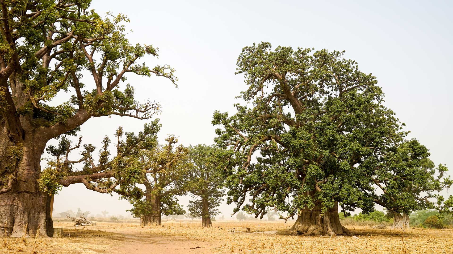 Baobabs géants dans la Réserve de Bandia au Sénégal 3’500 ha de nature grandiose: pyramides sérères avec chambre mortuaire reconstituée, tombeau de griots au creux d’un baobab millénaire contenant d’authentiques ossements humains, meule de charbonnier et cases peuls.